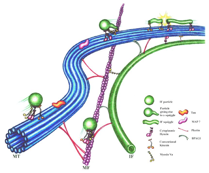 mikrotubul ve