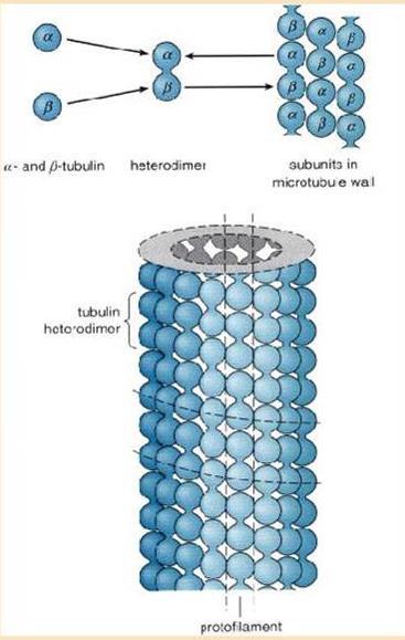 Mikrotubul yapısı 13