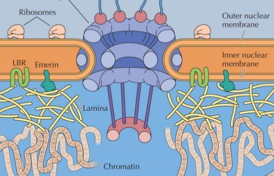 Nukleus iç zarına bitişik laminler iki sıra halinde sıralanırlar Kromatin ipler telomerleri vasıtasıyla
