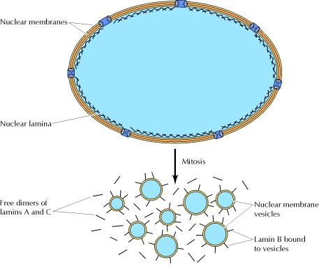 Oluşturdukları ağ çok dinamik olup mitoz bölünme başlangıcında dağılır ve mitoz sonunda yeniden oluşur.