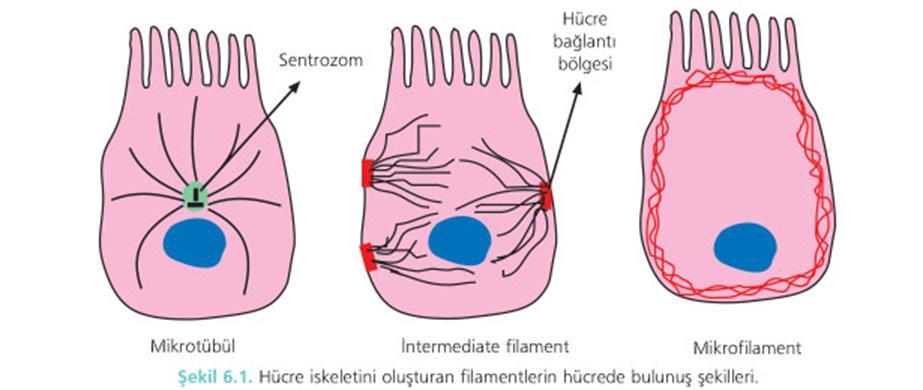 Hücre iskeletini hücre içindeki bulunuş yerleri ve şekilleri farklı olan 3 tip filament meydana getirir. 1. Mikrotübüller. 2. Intermediate filamentler 3.