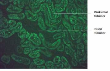 Anti-F-aktin antikorlarının varlığı VSM47 (embriyonal sıçan torasik aorta hücre serileri) kullanılarak da değerlendirilebilmektedir. 7.