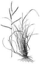 2.7. Paspalum L.- Yalancı Darı 2.7.1. Paspalum dilatatum Poir. Dallis Grass - Adi Yalancı Darı Dipten yapraklanan kaba dokulu, çok yıllık, topak halinde gelişme gösteren, kısa rizomlu bir çim türüdür.