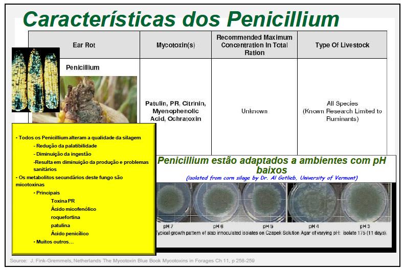 Penicillium Koçan Mikotoksin Toplam yemde maksimum düzey Hayvan türü Penicillium Patulin, Sitrinin, Okratoksin Bilinmiyor Tüm türler - Bütün Penicilliumlar silaj