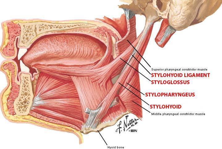 TME DE REFLEKS AĞRI OLUŞTURAN DİĞER PATOLOJİK HASTALIKLAR: 3-Styloid ligamentin kalsifikasyonu veya styloid çıkıntının kırılması sonucu kulak alt çene ve boyuna yayılan ağrılar nedeni ile MPD ile