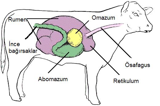 Ruminant Midesi Rumen