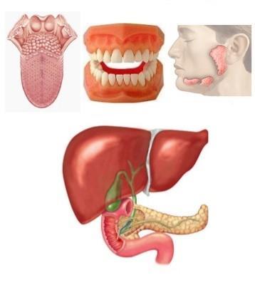 Sindirim Siteminin Aksesuar Organları