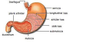 Midenin