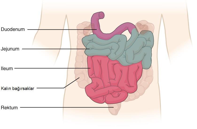 İnce Bağırsaklarda Sindirim Duodenum Jejunum İleum Pankreas