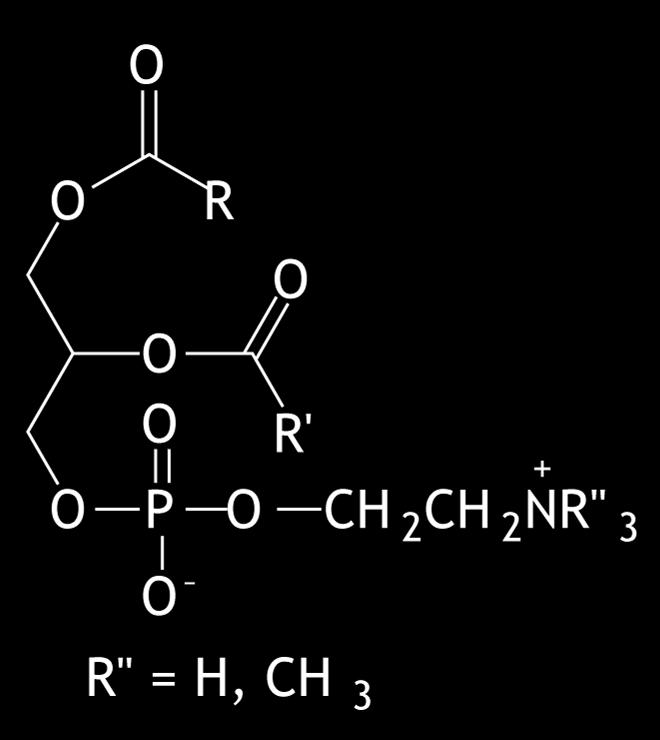 Trigliserit 3 adet nonpolar yan zincir içerir. Gliserinin 3 OH grubu 3 yağ asidi ile esterleşir.
