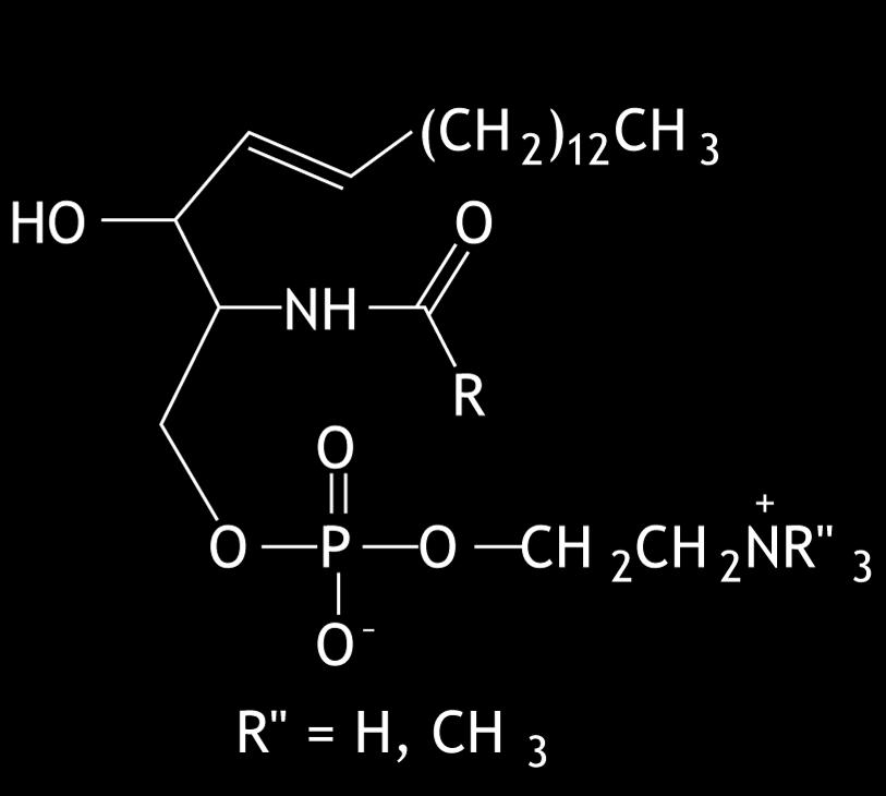 Gliserinin 2 adet OH grubu yağ asitleri ile esterleşmiştir. Terminal C atomunda bir adet fosfodiester bağı vardır.