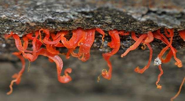 türleri ile Armillaria mellea mantarlarına karşı en