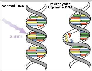 Generatif üremede erkek ve dişi gametlerin her birinin ayrı ayrı içerdiği kromozomlara TAKIM veya GENOM denir. Bunların sayısı (n) ile gösterilir.