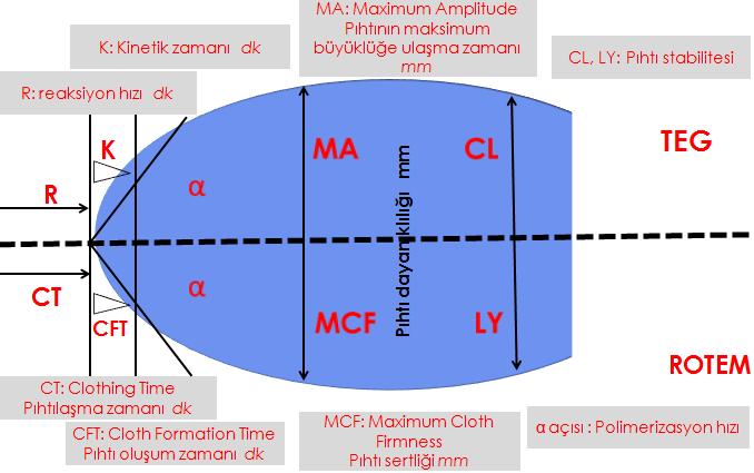 CT (koagülasyon zamanı)-------------------------------r değeri CFT (pıhtı oluģum