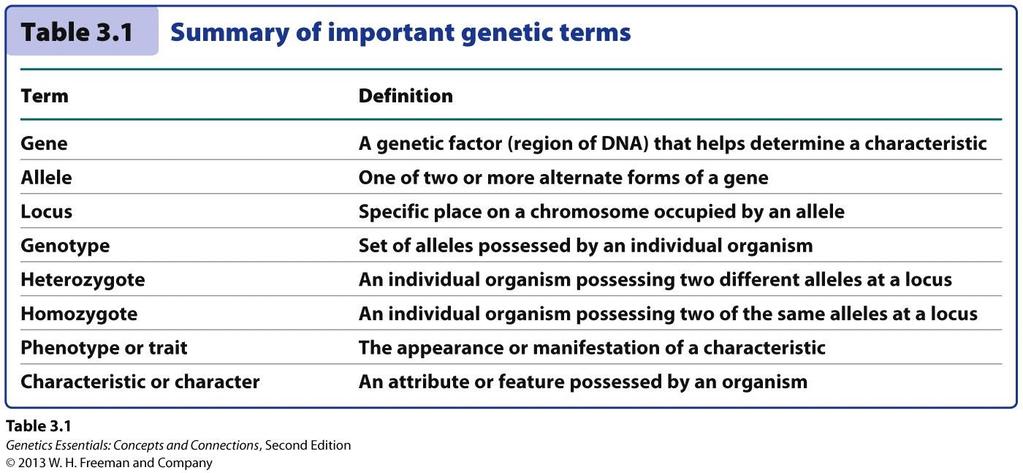 Önemli genetik terimler Terim Gen Alel Lokus Genotip Heterozigot Homozigot Fenotip (özellik) Tanım DNA nın belirli bir karakteri belirleyen bölümü Bir genin iki veya daha fazla değişken formlarından