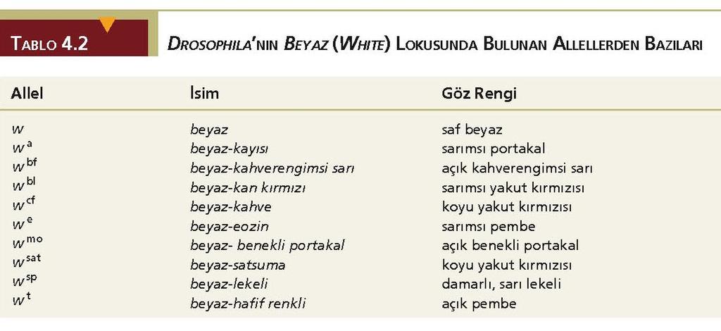 4.5 Bir populasyonda bir genin çok sayıda alleli bulunabilir Drosophila da white (beyaz) lokusu: Thomas H.