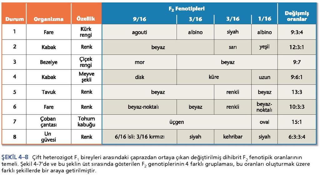 4.8 Fenotipler genellikle birden fazla gen tarafından kontrol edilir.