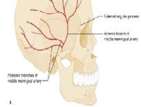 8 major kemik ve aralarında oynamaz eklemler sayesinde kafatası sağlam bir yapıda İnion (pterion)= frontal, sfenoid, temporal ve parietal kemiklerin birleşim yeri.