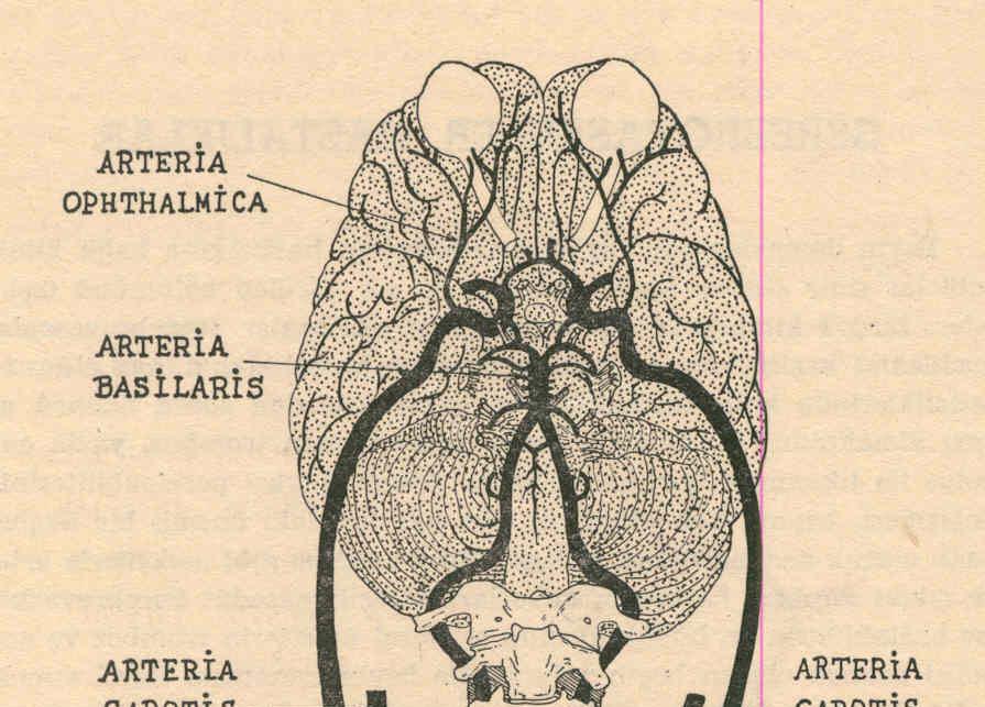 Anterior ve Posterior Sirkulasyon Beyin kanlanması