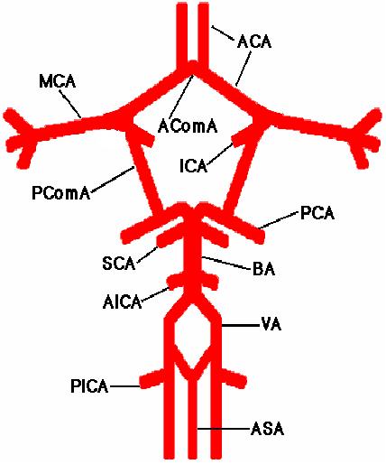 1-Willis poligonunda; ACoA ve PCoA. 2-ASA, ASM ve ASP ların kortikal dalları arasında pial anastomozlar vardır.