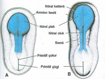 5 2- GENEL BĠLGĠLER 2.1. GeliĢimi Ġnsan embriyosu dıģtan içe doğru ektoderm, mesoderm, endoderm olarak üç tabakadan oluģur. Embriyolojik olarak sinir sisteminin tamamı kaynağını ektodermden alır.