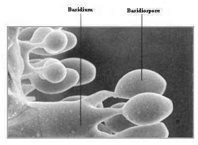 Bazidiospor Bazidium adı verilen taşıyıcı hücre