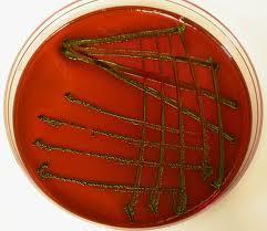 Enterobakteriler Genel