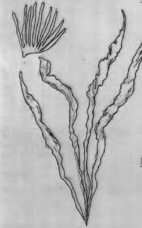Cins: Enteromorpha - Tallus boru şeklinde (1-15 cm boyunda) - Kalınlık bir hücre kalınlığı kadardır - Koyu yeşil renktedir. - Tatlısu türlerinde tallus dallıdır.