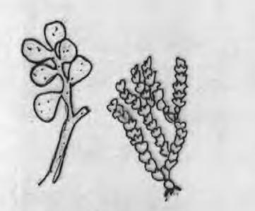 Cins: Halimeda Bütünüyle tropikal bir cinstir Bitki çok kısa basal bir sap üzerindedir Dallı olan tallus yassıdır ve böbrek benzeri segmentlidir Tallusun dışı yüksek ölçüde kalsife olmuştur