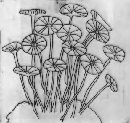 Takım: Dasycladales Cins: Acetabularia Tallus şemsiye görünümündedir Bitki kireçten bir kabuk ile örtülüdür Bitkide uzunca, dik bir eksen, Eksenin tepesinde, beyaz kireçli yuvarlak bir
