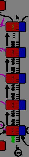 Translation of mrna (1) by a