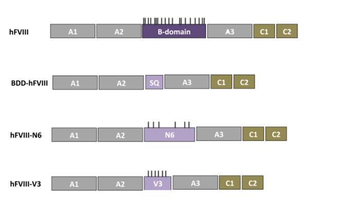 B-domaininin çıkarılması FVIII ekspresyonunu x 3 BioMarin B domainine 226 aa eklenmesi