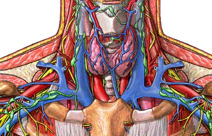 DUCTUS LYMPHATİCUS DEXTER (DUCTUS THORACİCUS DEXTER) 4 V.