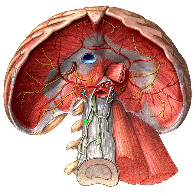 DUCTUS LYMPHATİCUS SİNİSTER (DUCTUS