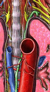 DUCTUS LYMPHATİCUS SİNİSTER (DUCTUS THORACİCUS) Göğüs