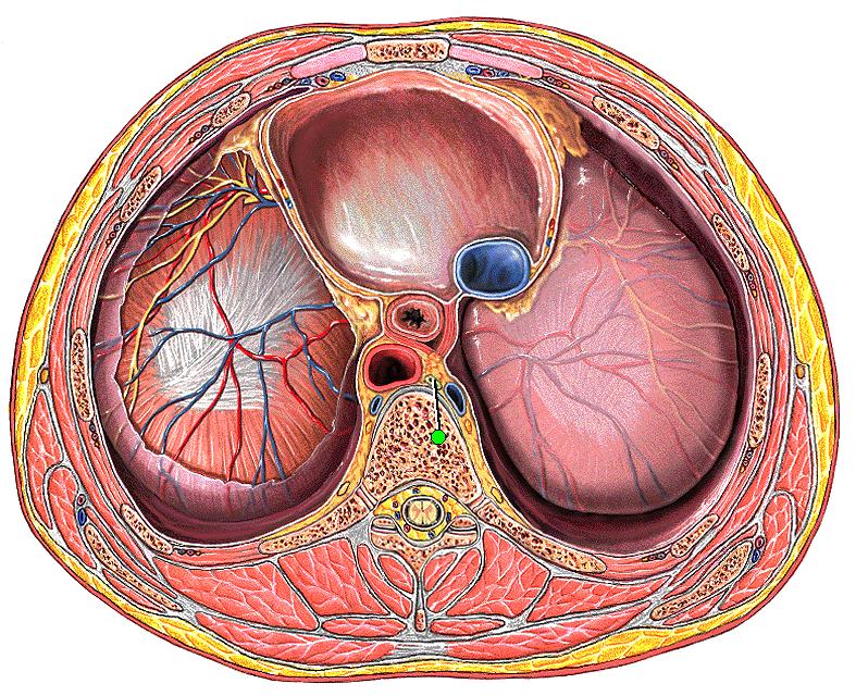 3. Diaphragma nın kontraksiyonu: Diaphragma, kasılmasıyla bir taraftan intratorasik negatif basıncı