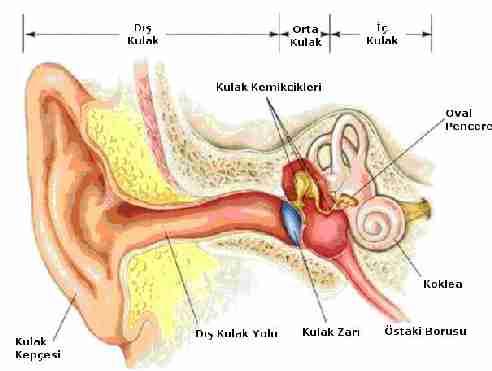 KULAK Kulak, işitme ve denge organıdır.