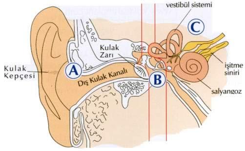 2- ORTA KULAK (AURİS MEDİA) Orta kulakta ossicula auditus denilen birbirine