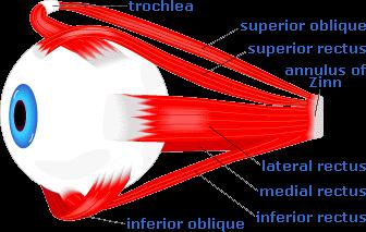 GÖZ KASLARI M. rectus superior: Gözü yukarı ve içe döndürür. M. rectus inferior: Gözü aşağı ve içe döndürür.