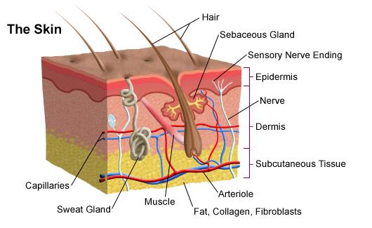 DERİ Derinin en dış tabakasına Epidermis denir ve epitel dokudan oluşmuştur. Epidermis altındaki tabaka Dermis olup, fibröz bağ doku içerir.