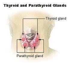 GLANDULA PARATHYROIDEA (PARATİROİD BEZİ) Glandula thyroidea nın yan loblarının arka kenarı ile kapsülü arasında bulunan 4 adet bezdir. Parathormon denilen bir hormon salgılar.