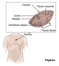 THYMUS (TİMUS BEZİ) Timus; göğüs bölgesinde, sternum un hemen arkasında, 4. Costa ya kadar uzanır. Eşit büyüklükte olmayan iki lobdan oluşur.