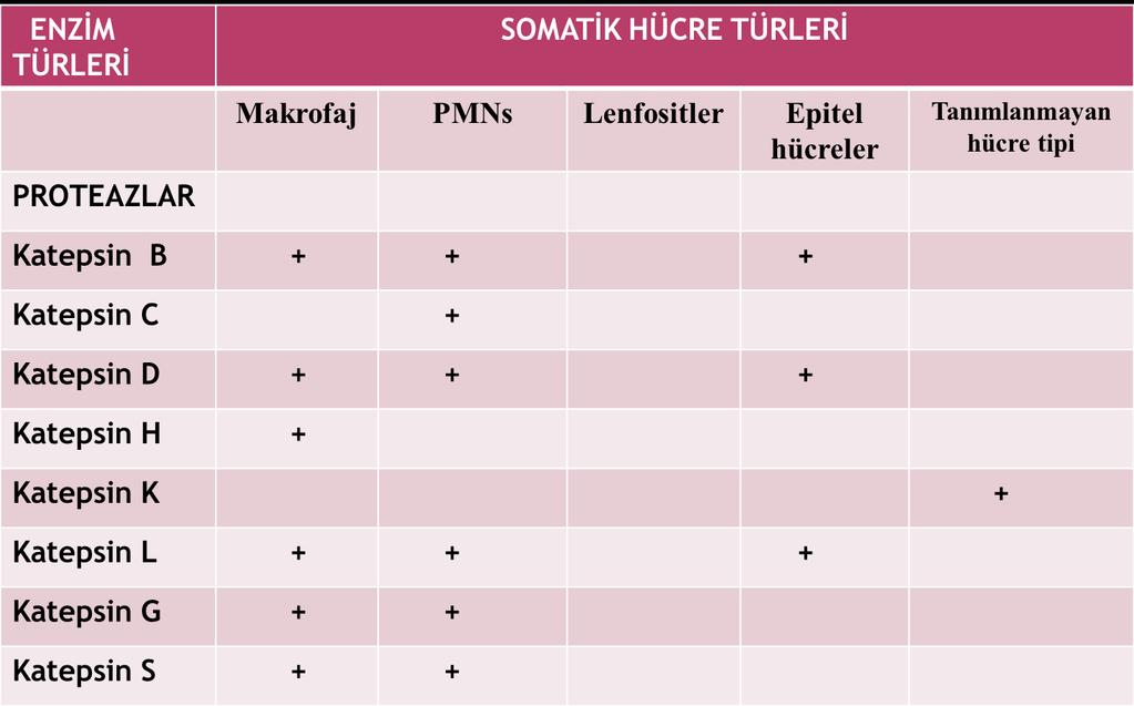 Enzimlerin