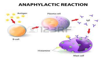 Bazofil ve Mast hücre mediatörleri Histamin ve araşidonik asit metabolitleri (lökotrienler, prostoglandin, trombosit aktive edici faktör)