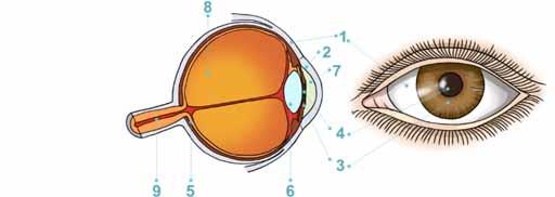 Bilirsiniz ki, insan ətraf aləm haqqında məlumatların 90%-ni görmə hissiyyat orqanı vasitəsilə alır. Görmə orqanı olan göz çox mükəmməl, mürəkkəb quruluşlu və eyni zamanda sadə optik sistemdir.