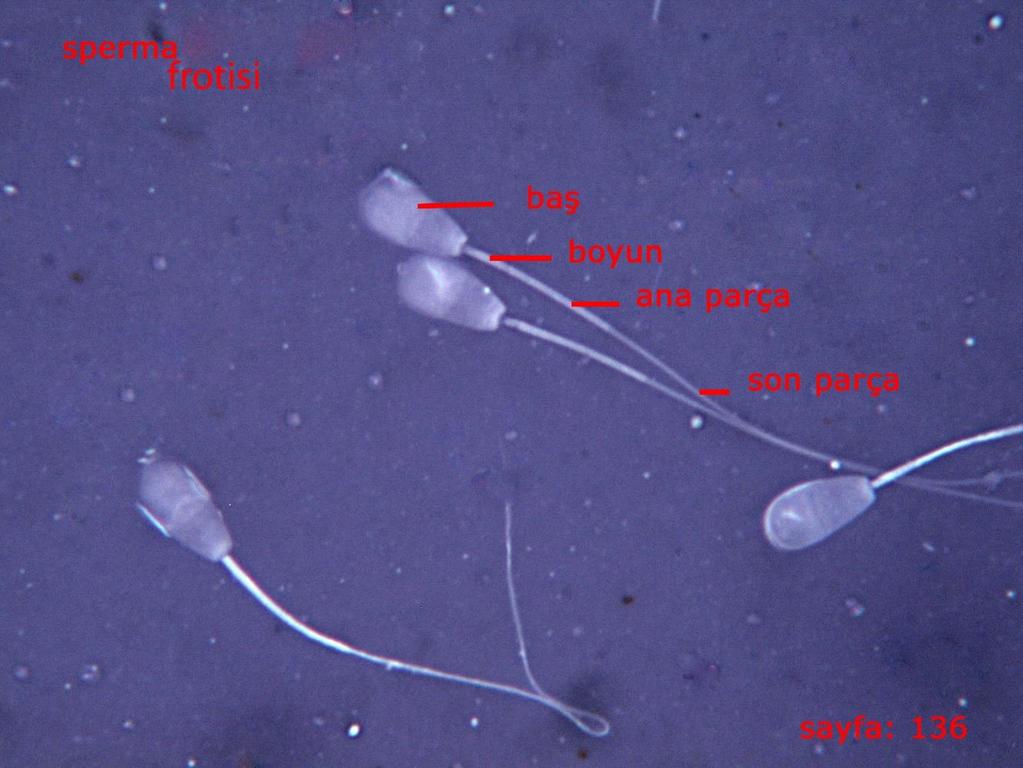 SPERMA (Ejakulat, semen, meni): Çiftleşme esnasında vaginaya boşaltılan ve spermatozoonları içeren sıvıdır.
