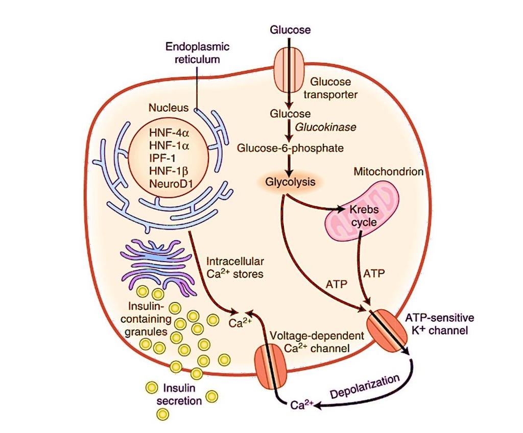 Pankreas β-hücresinde MODY den Sorumlu Proteinler SEARCH: DM <20 yaş, Anti-GAD/IA-2 (-) ve Açlık/stimüle C-peptid >0.