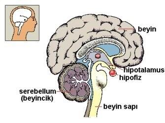 Hipofiz (pituiter) Bezi Yeri: Hipotalamus İşlevi: Çok sayıda hormon