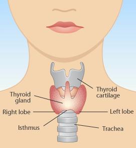 Tiroid Bezi Salgılanan hormon: Tiroksin Hipertiroidizm Heyecan, gerginlik, uykuda güçlük, zayıflama, terleme,