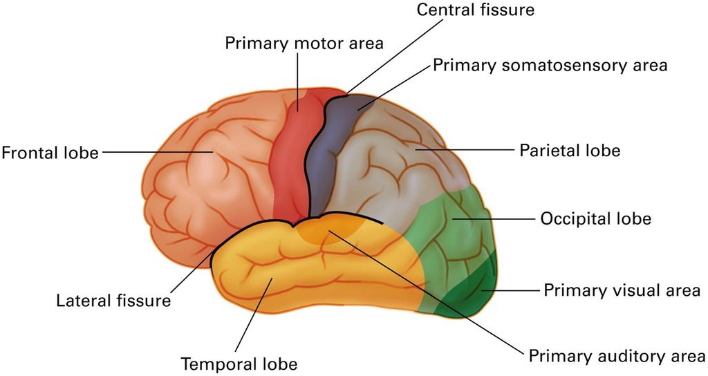 Dört beyin lobu ve duyu-motor alanları ÖN Birincil motor alan Merkez oluk